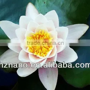 Fragrance Finishing Agent(manufacuturer/ Supplier) thumbnail-1