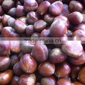 Good Reputation of Chinese Fresh Chestnut in Shell. thumbnail-1