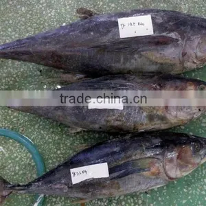 Supply New Whole Round Frozen Yellowfin Tuna 3-10kg up thumbnail-1