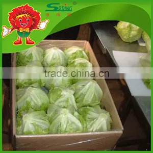 Lettuce Hydroponic Lettuce Fresh Iceberg Lettuce thumbnail-2