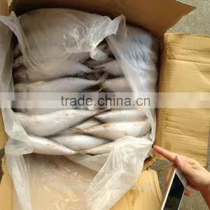 September Season Scomber -Japonicus at Good Price China Origin thumbnail-1