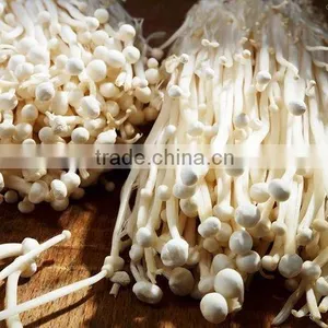 Fresh Mushroom/Fresh Enoki for Sale thumbnail-5