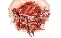Chillies Sanam M/B Withstem thumbnail-1