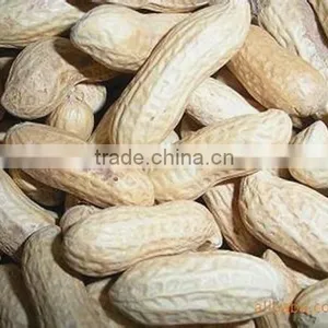 Manufacture Factory of Peanut in Hell and Dried Peanut thumbnail-3