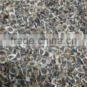 Moringa Seeds thumbnail-4
