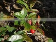 Wintergreen Oil thumbnail-2