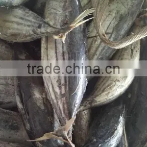 Fish Maw of Skipjack Tuna thumbnail-1