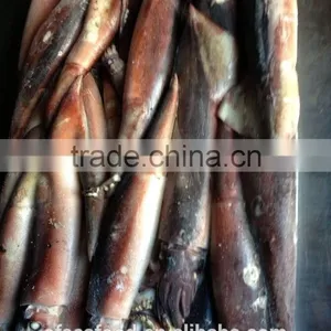 Yellow Croaker of Japanese Squid thumbnail-2