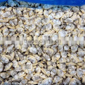 IQF BOILED SHORT NECKED CLAM FOR 1KG BAG OR 10KG BULK PACK thumbnail-1
