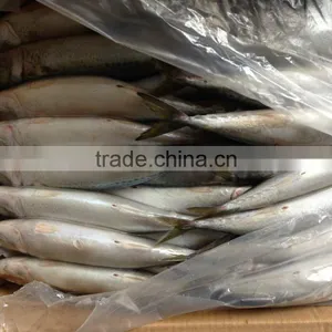 High Quanlity Product Pacific Mackerel thumbnail-3