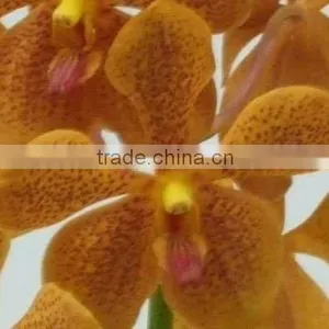 Fresh Cut Orchids, Mokara Orchids, Fresh Cut Stem thumbnail-1
