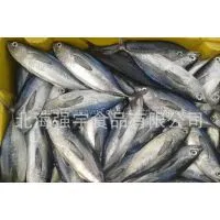 Frozen Skipjack Tuna Whole Round thumbnail-2