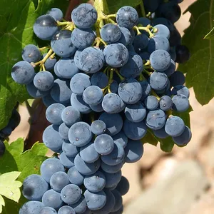 Pinot Noir Grape Seedling Grape Vines thumbnail-1