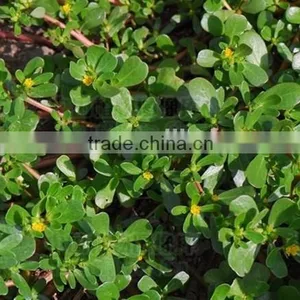Portulacaceae ,Portulaca, Flower Seeds , Herb Seed,vegetalbe Seed,fruit Seed,grass Seed thumbnail-5