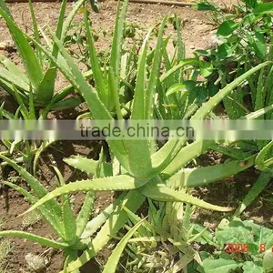 Aloe Vera, Rare Plant, the Herbs Remedies From Indonesia thumbnail-1