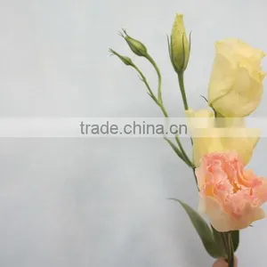 Fresh Top Sell Wholesale Fresh Lisianthus Flower thumbnail-6