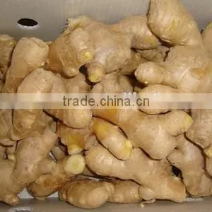 New Crop Selling Ginger With High Quality thumbnail-1