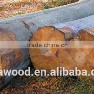FSC Beech Logs thumbnail-2
