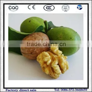 200kg/h Electric Walnut Peeling Machine With Factory Price thumbnail-1