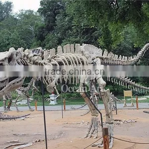 High Quality Dinosaur T-rex Fossil Model/Trade Assurance thumbnail-2