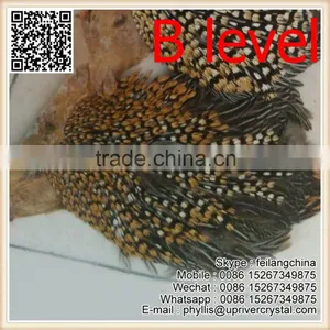 Hot Selling Natural B Level Jungle Cock For Dence Party thumbnail-1