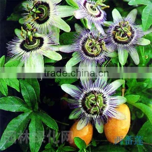 Passion Flower Extract 5% Flavonoids thumbnail-1