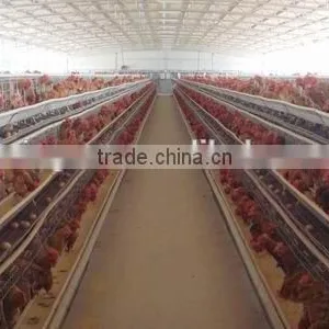 Large Span IE BV SGS Certificate Light Steel Structure Pourly House Chicken Animal Sheld thumbnail-1