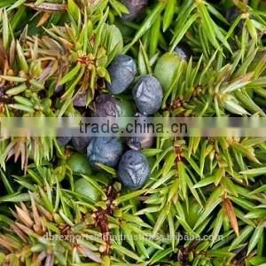 Juniper Leaf Oil thumbnail-1