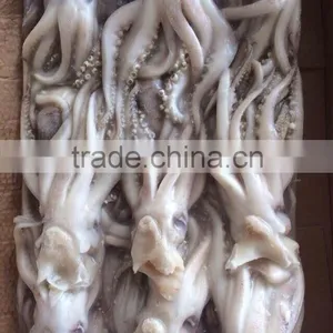 Frozen Squid Head From High Quality Illex Squids thumbnail-3