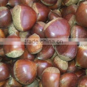 40-50, 50LB Gunny Bag Chinese Fresh Chestnuts Wholesale Chestnut thumbnail-2