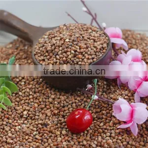 Red Sorghum With High Quality And Cooperate Price From China thumbnail-4