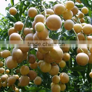 Longan Fruit Trees thumbnail-3