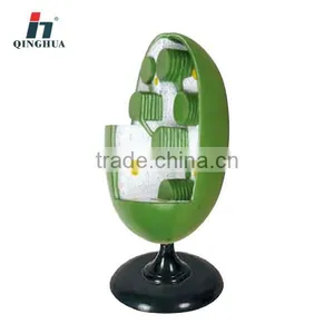 Model of Chloroplast thumbnail-1