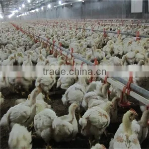 Automatic Chicken Feeder Pan Equipment thumbnail-5