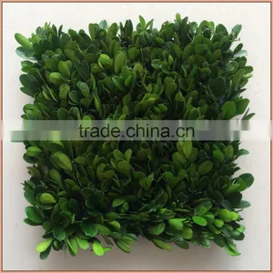 Square Piece Preserved Boxwood Carpet thumbnail-1