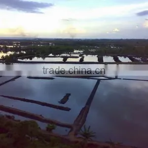 Gracilaria Seaweed With Good Quality thumbnail-5