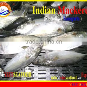 FROZEN W/R INDIAN MACKEREL thumbnail-4