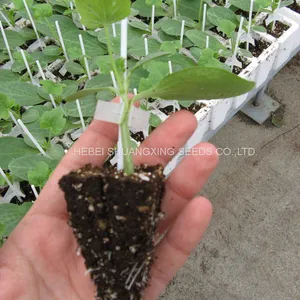 High Quality Hybrid Rootstock Seeds for Watermelon/melon Planting thumbnail-4