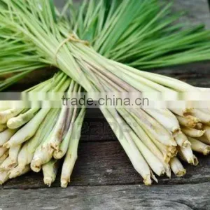 Fresh Lemongrass New Crop 2014 thumbnail-1