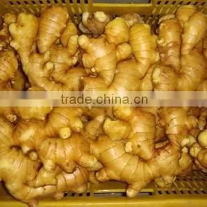 BEST PRICE VIETNAM FRESH GINGER thumbnail-2
