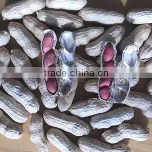 Shandong Peanut Price thumbnail-1