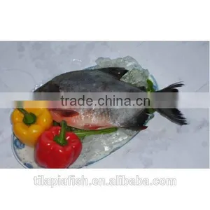 Whole Round Frozen Freshwater Fish for Sale thumbnail-1