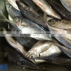 Bulk Pack Frozen Horse Mackerel BQF From China thumbnail-1