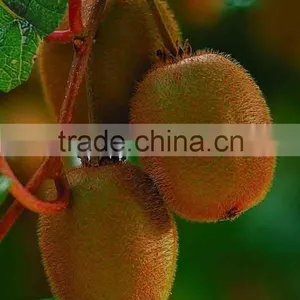 Fuji Apple thumbnail-4