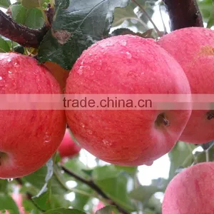 2016 Fresh Fuji Apple From China Fresh Fuji Apple Price thumbnail-1