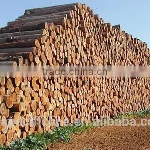 PINE/ SPRUCE/ BIRCH / HARDWOOD / LARCH WOOD LOGS TIMBER RUSSIAN ORIGIN WHOLESALE thumbnail-2