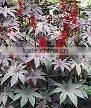 RICINUS COMMUNIS thumbnail-1