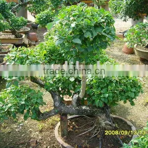 Bougainvillea thumbnail-1