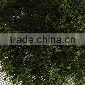 Moringa Leaf Drying Machine Microwave Oven thumbnail-2