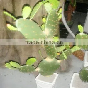 SJM091010 Hot Sell Decoration Artificial Hoodia Cactus/opuntia Dillenii Haw thumbnail-1